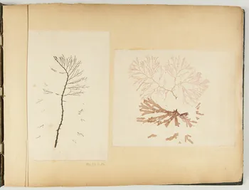 album Herbier 1981.53.1.24 Photo