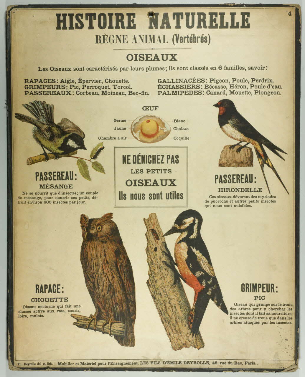 estampe HISTOIRE NATURELLE  REGNE ANIMAL (Vertébrés) 1987.46.10 Photo