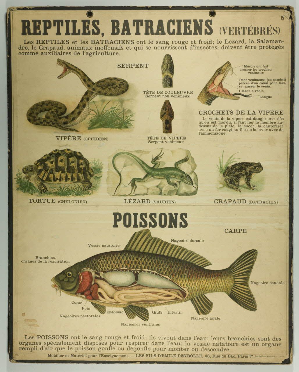 estampe REPTILES, BATRACIENS (VERTEBRES) 1987.46.11 Photo