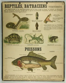 estampe REPTILES, BATRACIENS (VERTEBRES) 1987.46.11  Photo
