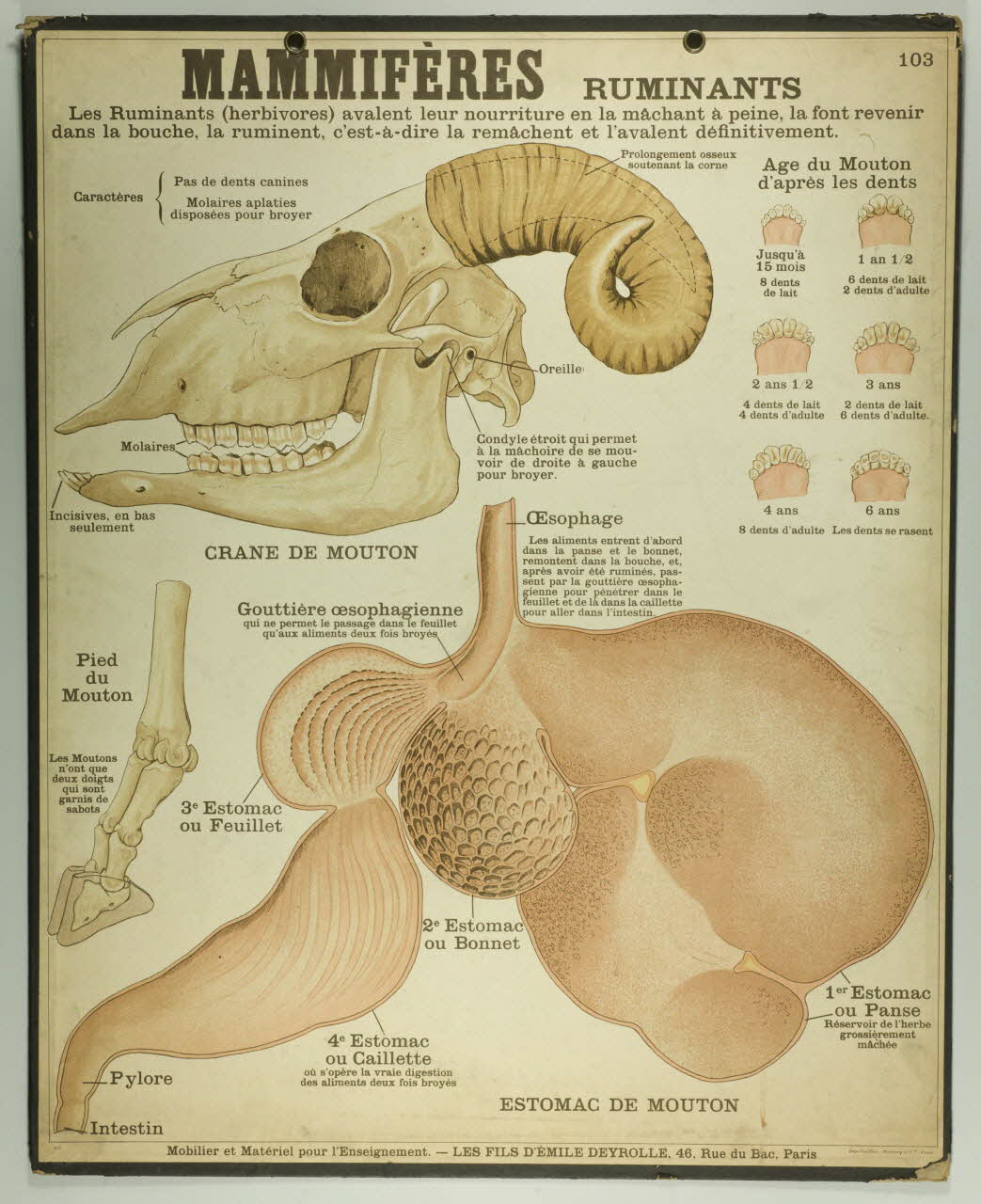 estampe MAMMIFERES RUMINANTS 1987.46.18 Photo