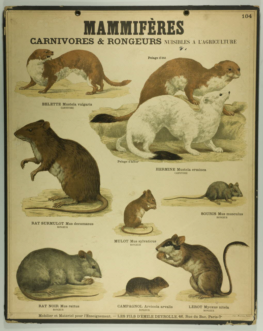 estampe MAMMIFERES  CARNIVORES & RONGEURS 1987.46.19 Photo