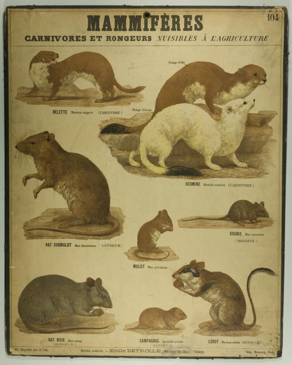 estampe MAMMIFERES  CARNIVORES ET RONGEURS 1987.46.20 Photo