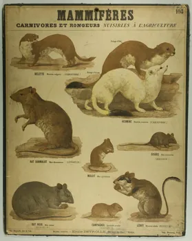 estampe MAMMIFERES  CARNIVORES ET RONGEURS 1987.46.20 Photo