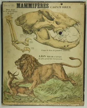 estampe MAMMIFERES CARNIVORES 1987.46.21 Photo