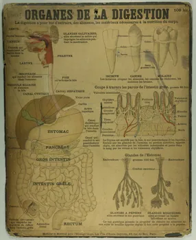 estampe ORGANES DE LA DIGESTION 1987.46.23 Photo