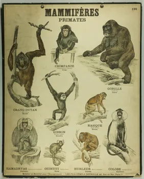 estampe MAMMIFERES  PRIMATES 1987.46.25 Photo