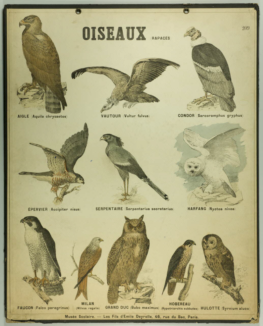 estampe OISEAUX (RAPACES) 1987.46.28 Photo