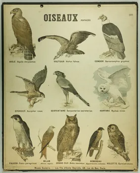 estampe OISEAUX (RAPACES) 1987.46.28 Photo