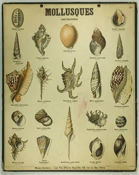 estampe MOLLUSQUES 1987.46.31 Photo