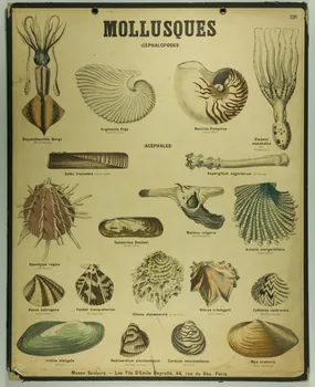 estampe MOLLUSQUES 1987.46.32 Photo