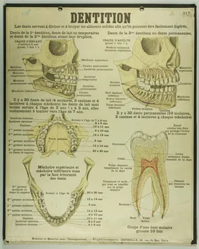 estampe DENTITION 1987.46.33 Photo