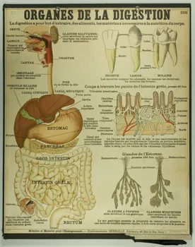 estampe ORGANES DE LA DIGESTION 1987.46.34 Photo