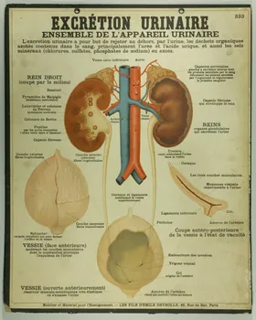 estampe EXCRETION URINAIRE 1987.46.36 Photo