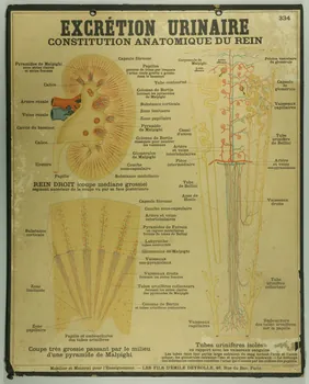 estampe EXCRETION URINAIRE 1987.46.37 Photo