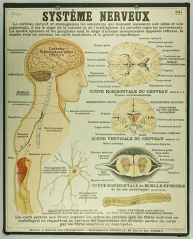 estampe SYSTEME NERVEUX 1987.46.38 Photo