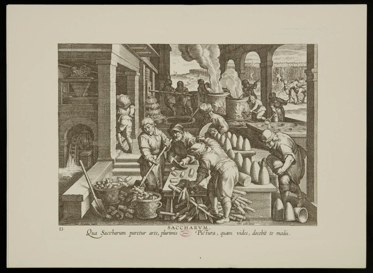 estampe SACCHARUM. 1988.35.38 Photo