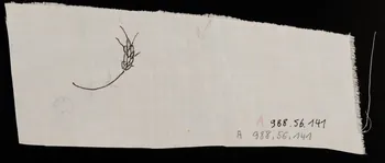 dessin Esquisse d'épi de blé 1988.56.141 Photo