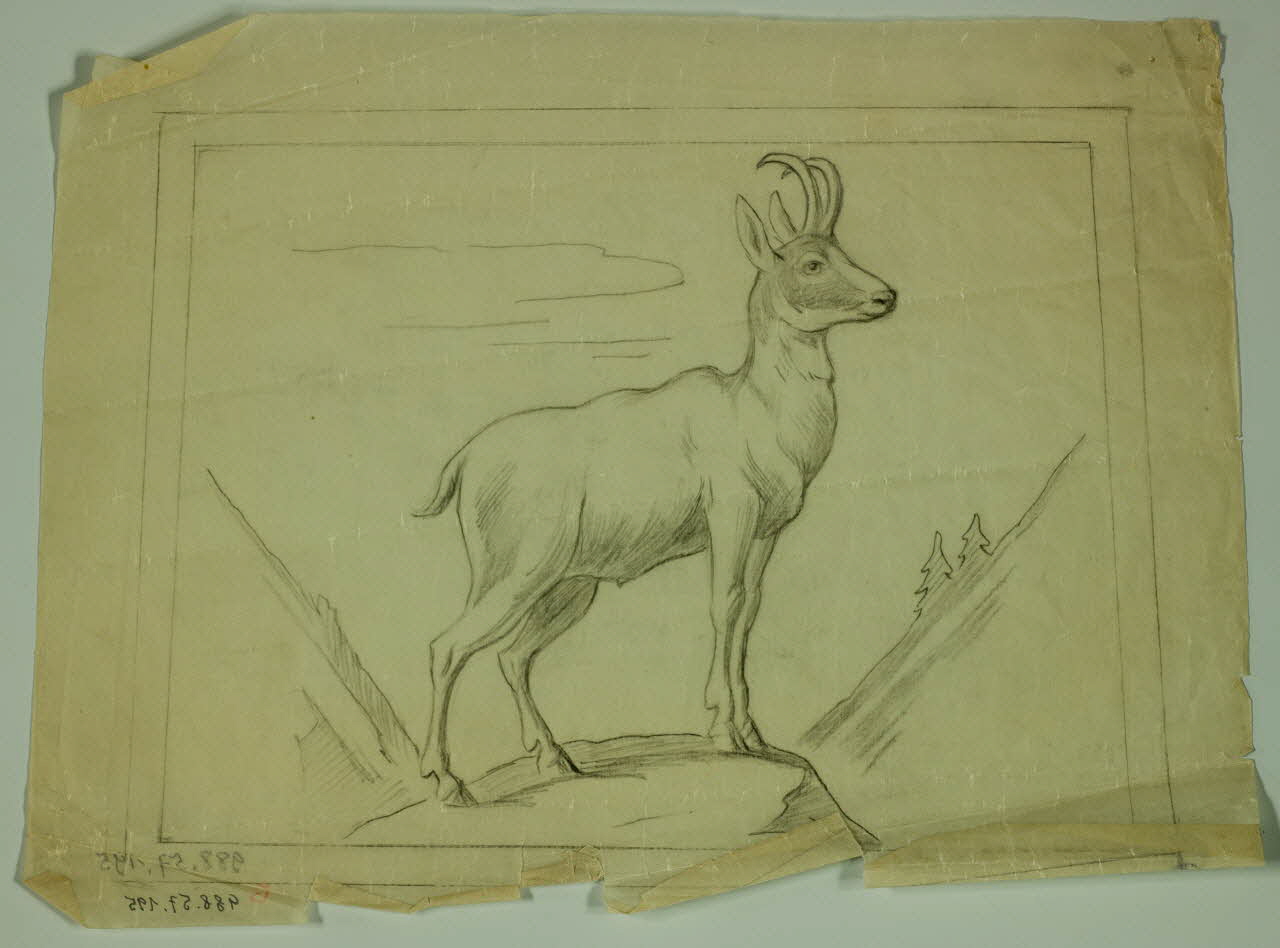 poncif Chamois 1988.57.195 Photo