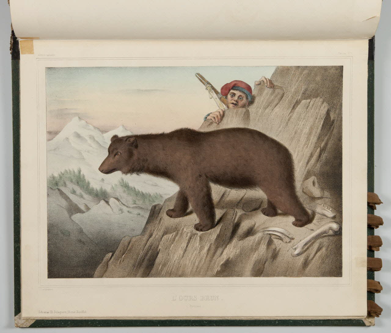 album L'OURS BRUN.  (Pyrénées) 1990.4.1.111 Photo