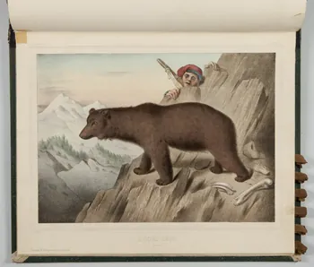 album L'OURS BRUN.  (Pyrénées) 1990.4.1.111 Photo