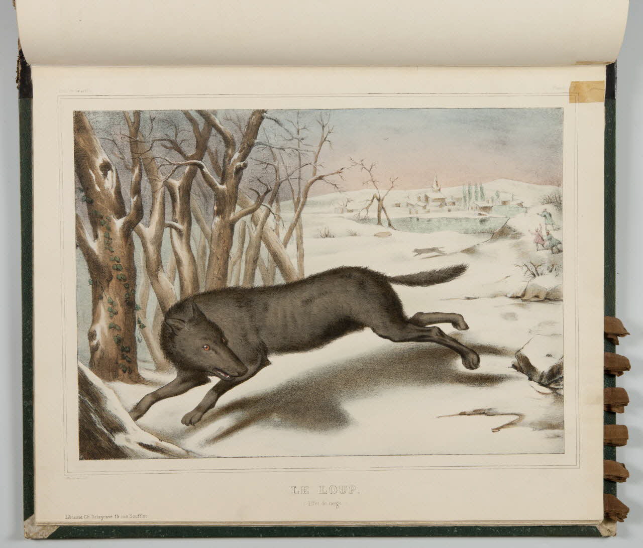 album LE LOUP.  (Effet de neige) 1990.4.1.112 Photo