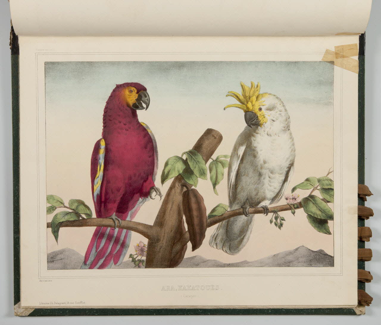 album ARA, KAKATOUES.  (Cacaoyer.) 1990.4.1.113 Photo