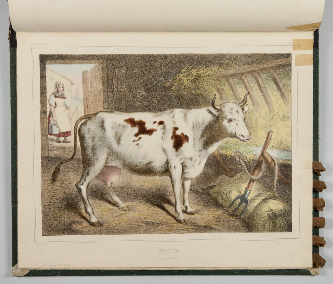 album VACHE.  (Intérieur d'Etable.) 1990.4.1.114 Photo