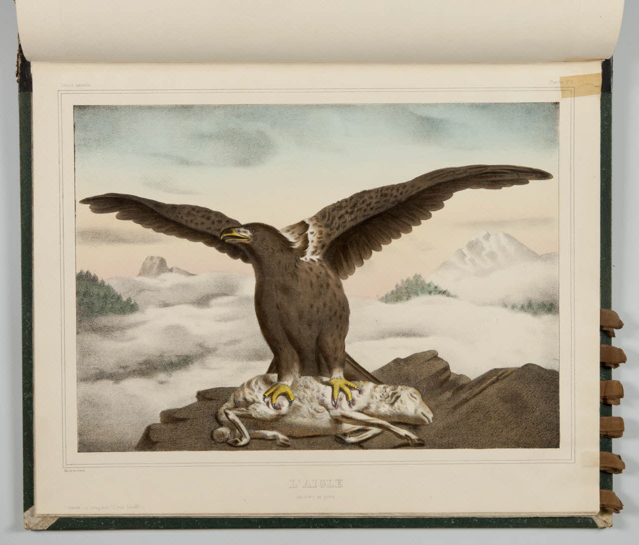 album L'AIGLE  dévorant sa proie. 1990.4.1.116 Photo
