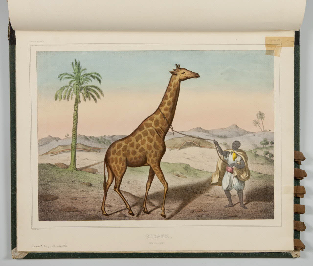 album GIRAFE.  Palmier-Datier. 1990.4.1.118 Photo