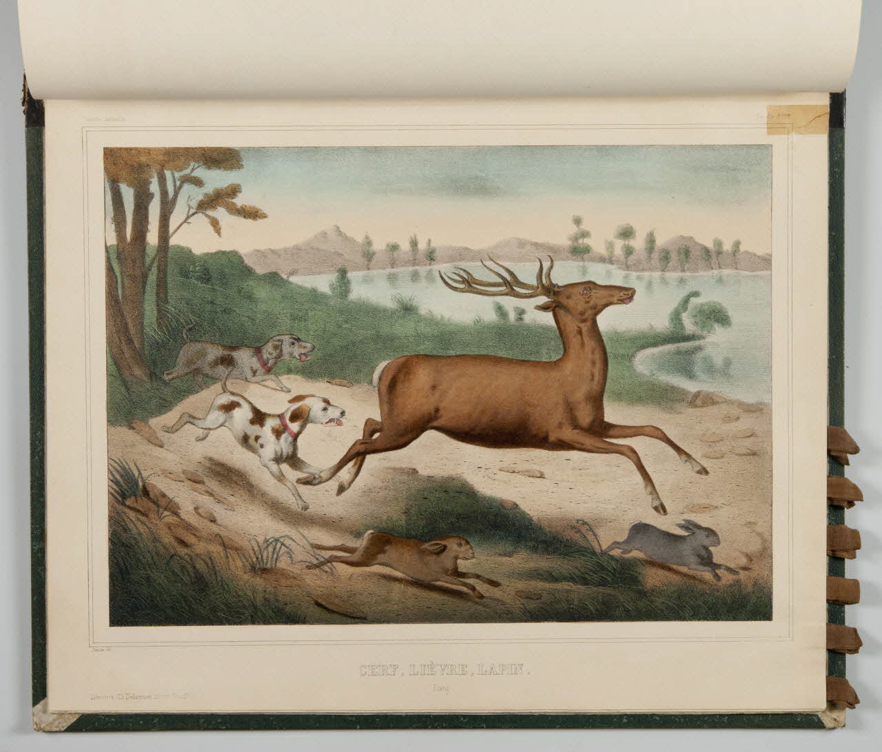 album CERF, LIEVRE, LAPIN.  Etang. 1990.4.1.122 Photo