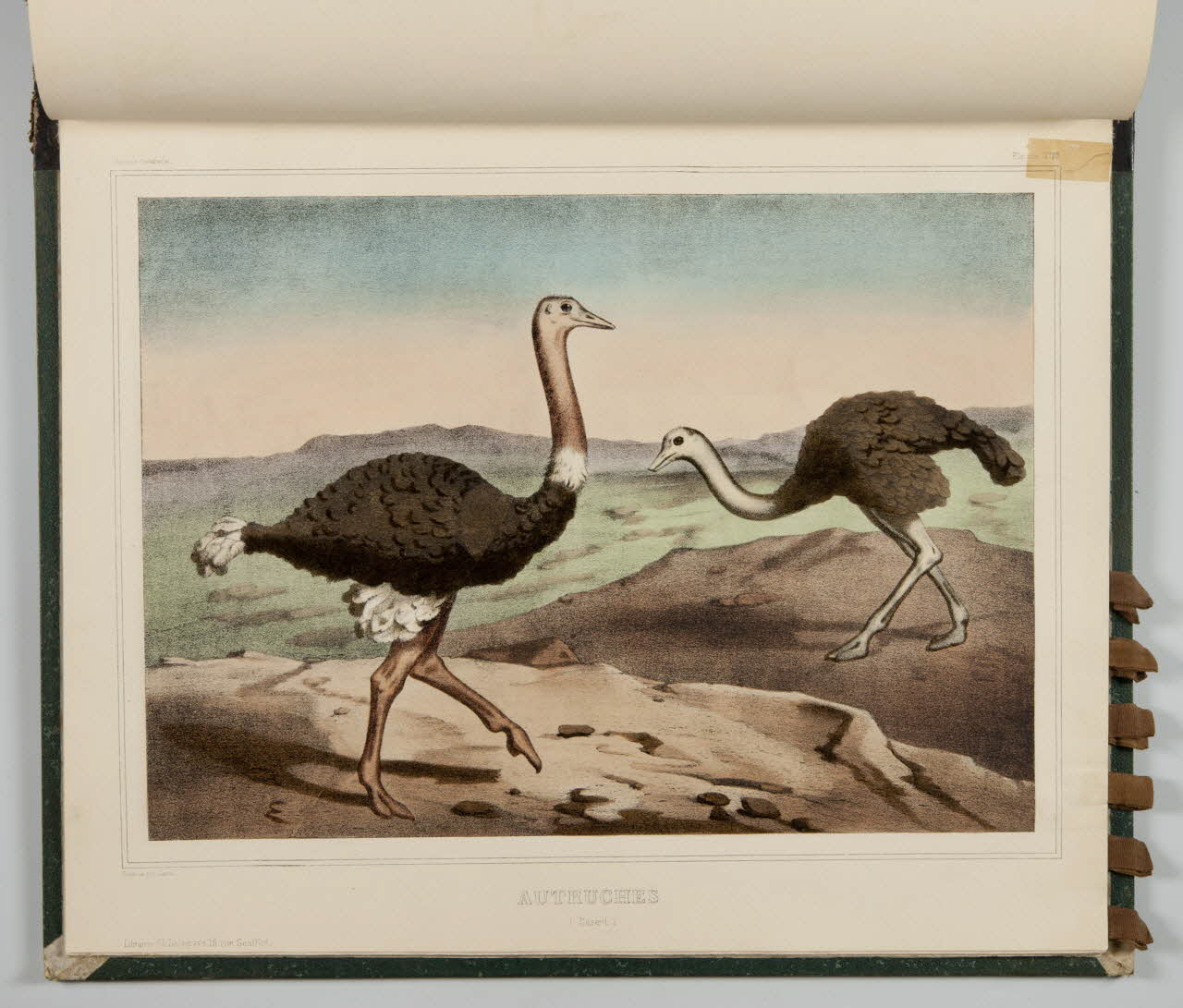 album AUTRUCHES  (Désert.) 1990.4.1.123 Photo