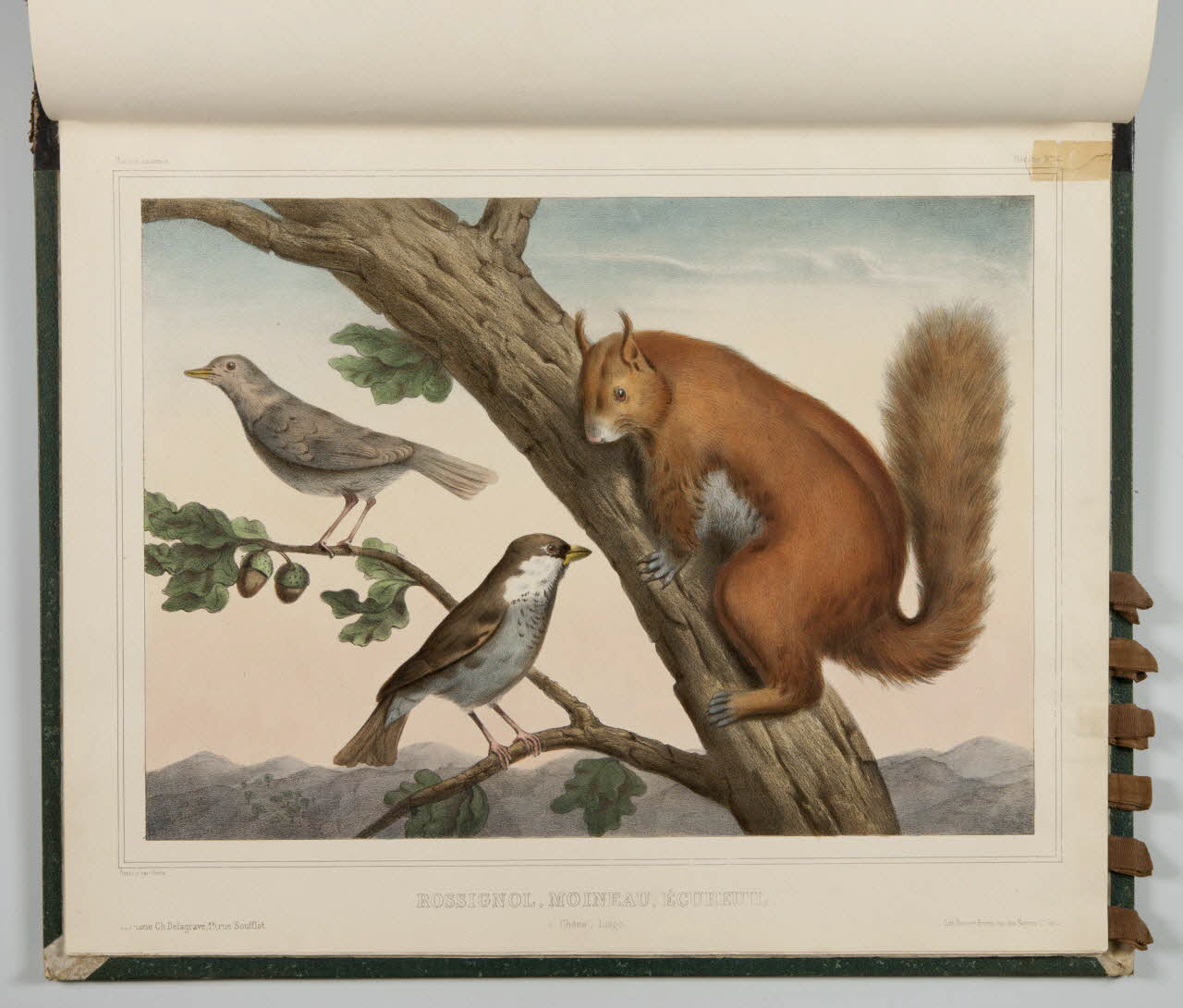 album ROSSIGNOL, MOINEAU, ECUREUIL.  Chêne, Liège. 1990.4.1.124 Photo