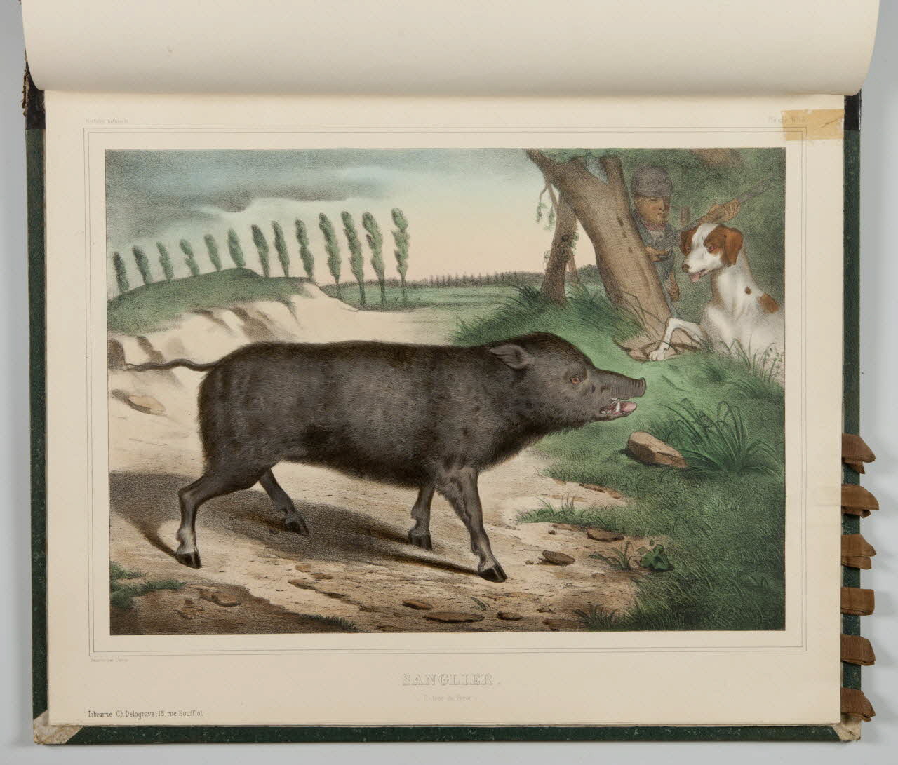 album SANGLIER.  (Entrée de Forêt) 1990.4.1.125 Photo