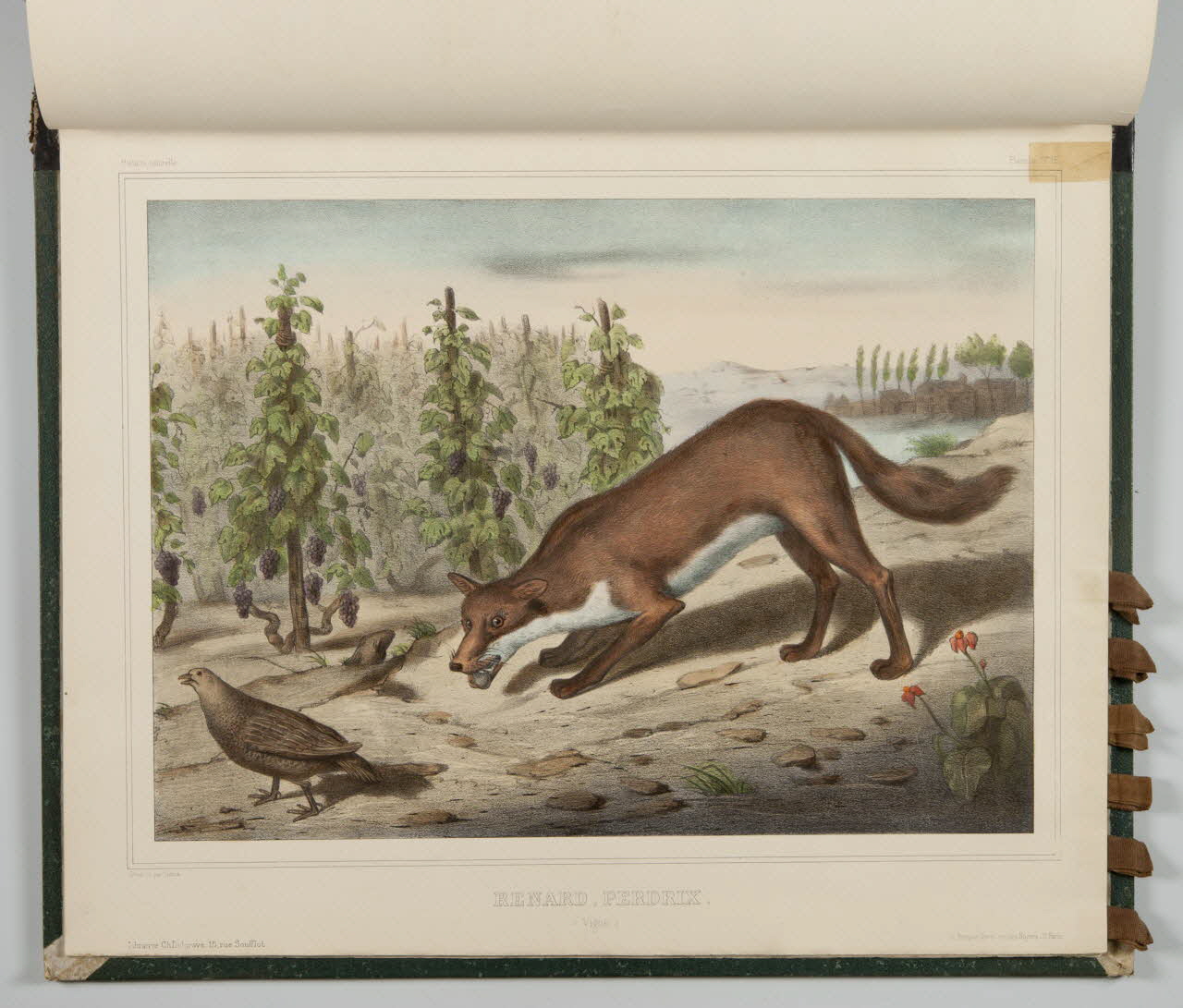 album RENARD, PERDRIX.  (Vigne.) 1990.4.1.126 Photo