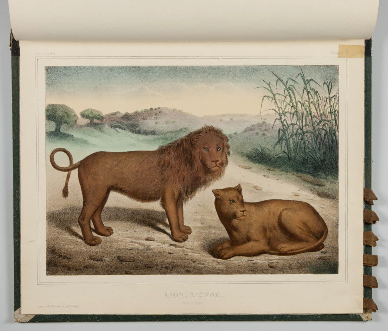 album LION, LIONNE.  (Canne à Sucre.) 1990.4.1.127 Photo