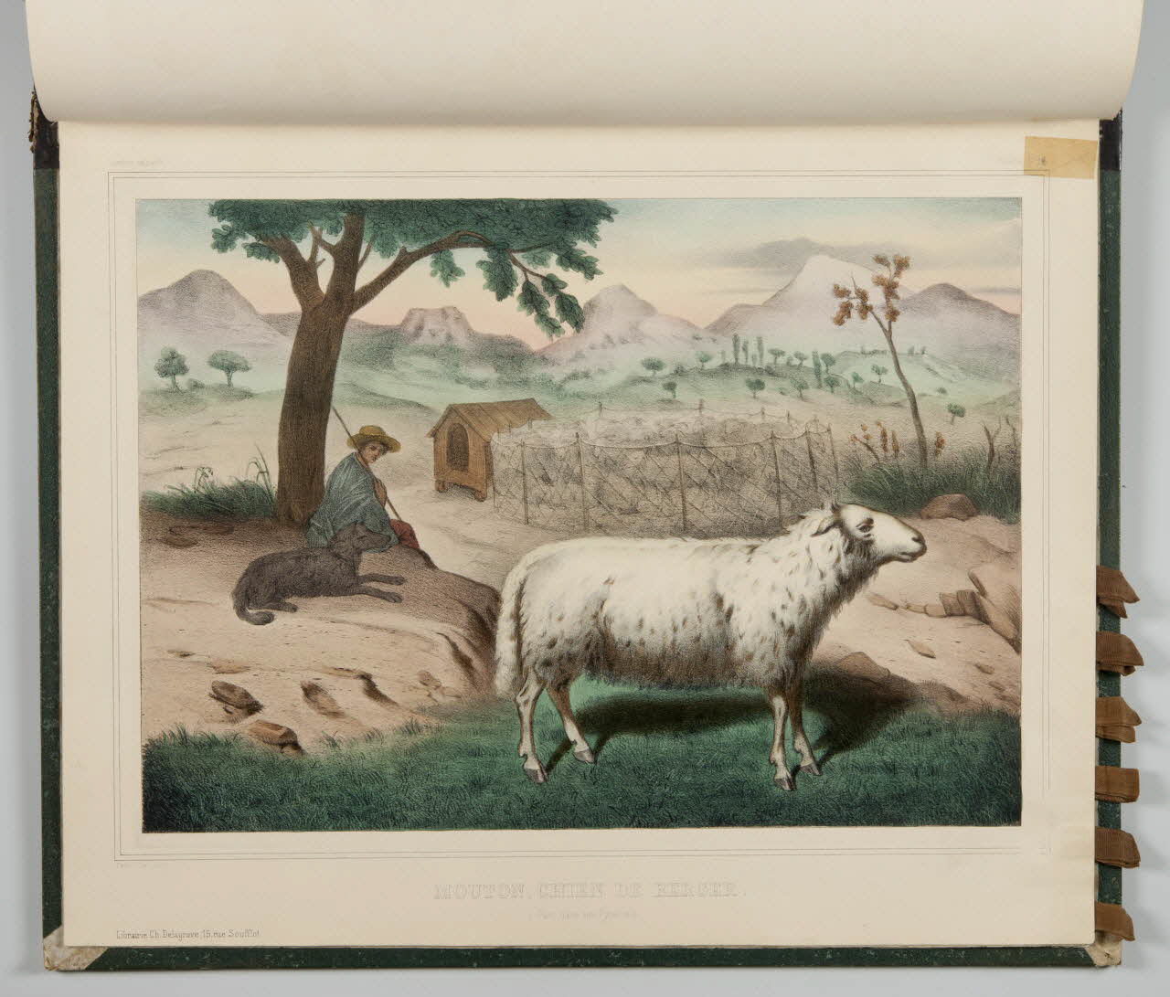 album MOUTON, CHIEN DE BERGER.  (Parce dans les Pyrénées.) 1990.4.1.128 Photo