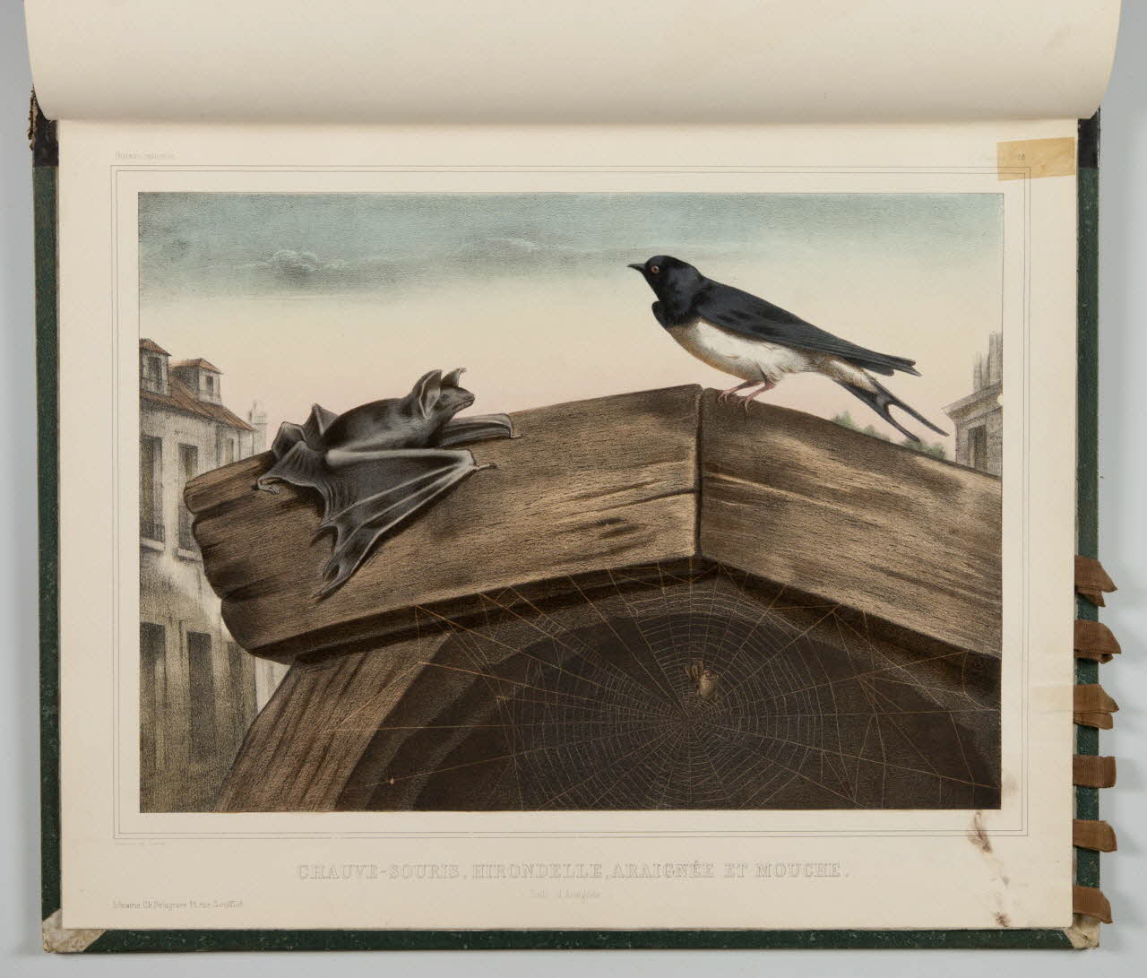 album CHAUVE-SOURIS, HIRONDELLE, ARAIGNEE ET MOUCHE.  (Toile d'Araignée.) 1990.4.1.130 Photo