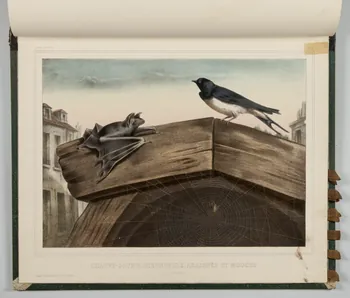 album CHAUVE-SOURIS, HIRONDELLE, ARAIGNEE ET MOUCHE.  (Toile d'Araignée.) 1990.4.1.130 Photo
