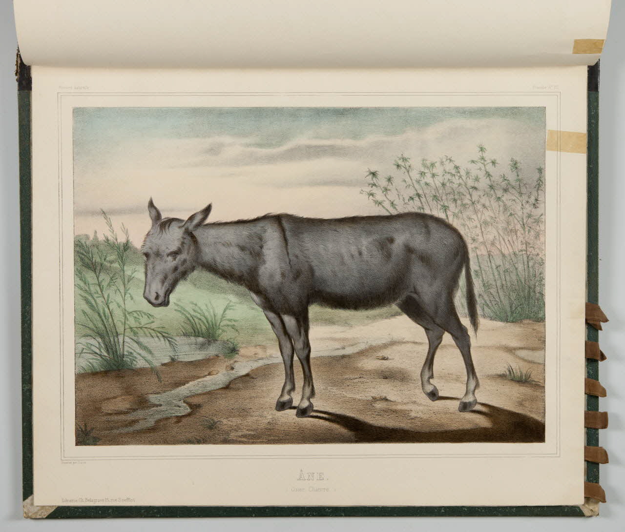 album ÂNE.  (Osier, Chanvre.) 1990.4.1.132 Photo