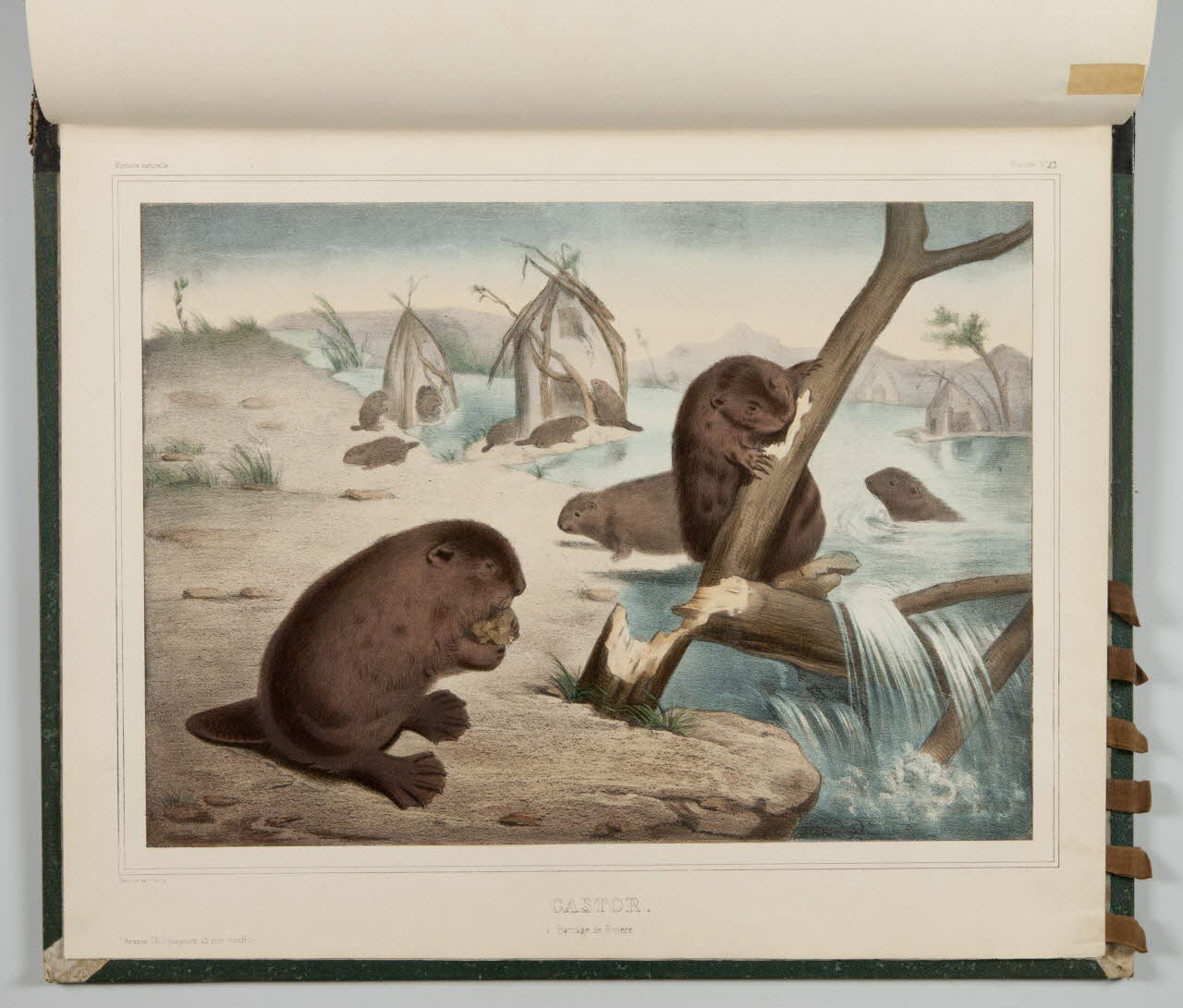 album CASTOR.  (Barrage de Rivière.) 1990.4.1.133 Photo