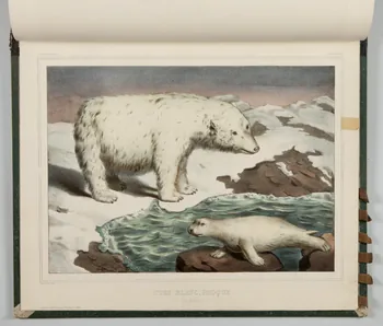 album OURS BLANC, PHOQUE.  (Mer glaciale.) 1990.4.1.134  Photo