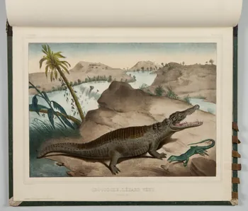 album CROCODILE, LEZARD VERT.  (Bords du Nil.) 1990.4.1.135  Photo