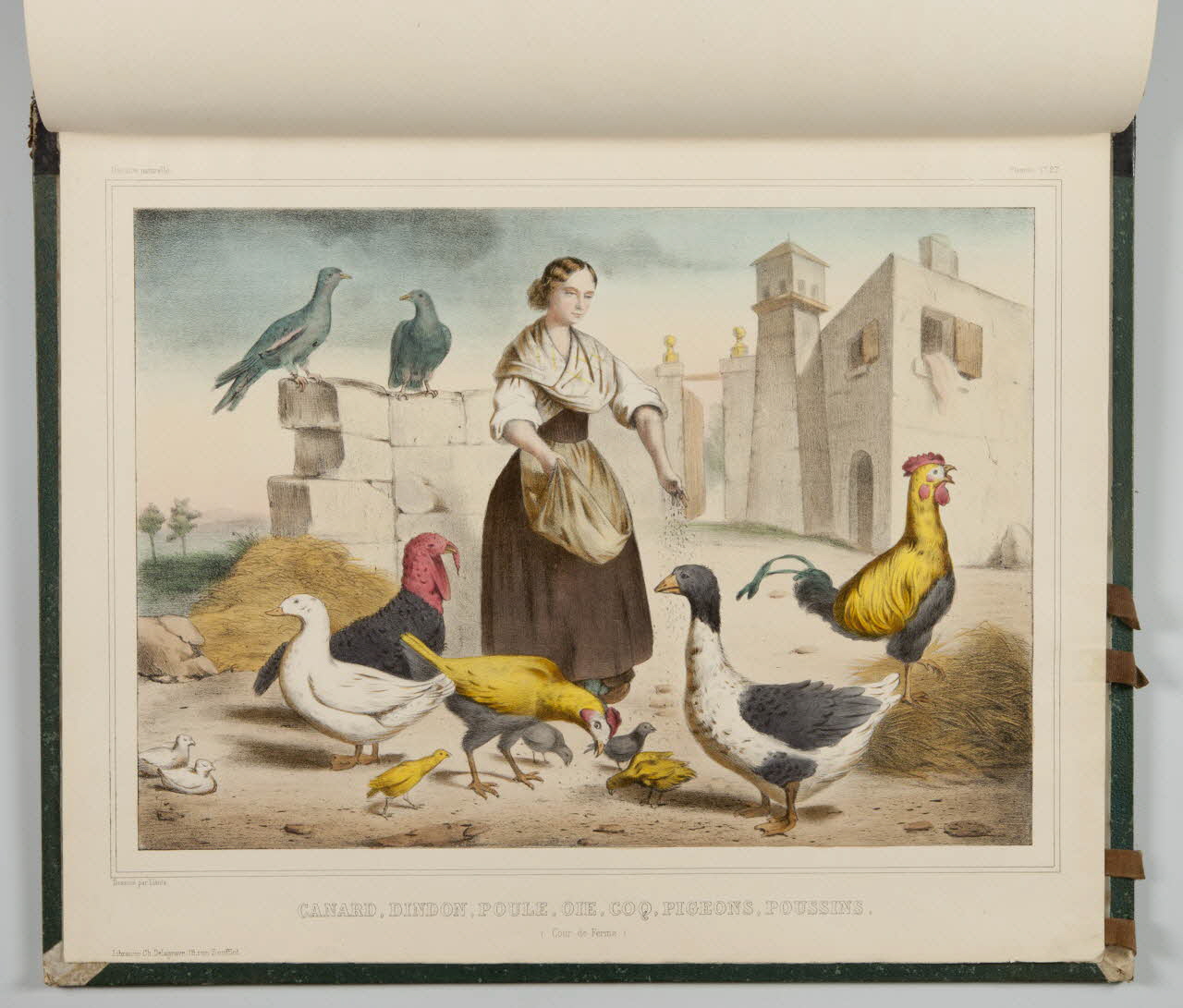 album CANARD, DINDON, POULE, OIE, COQ, PIGEONS, POUSSINS.  (Cour de Ferme.) 1990.4.1.137 Photo