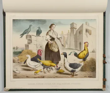album CANARD, DINDON, POULE, OIE, COQ, PIGEONS, POUSSINS.  (Cour de Ferme.) 1990.4.1.137 Photo