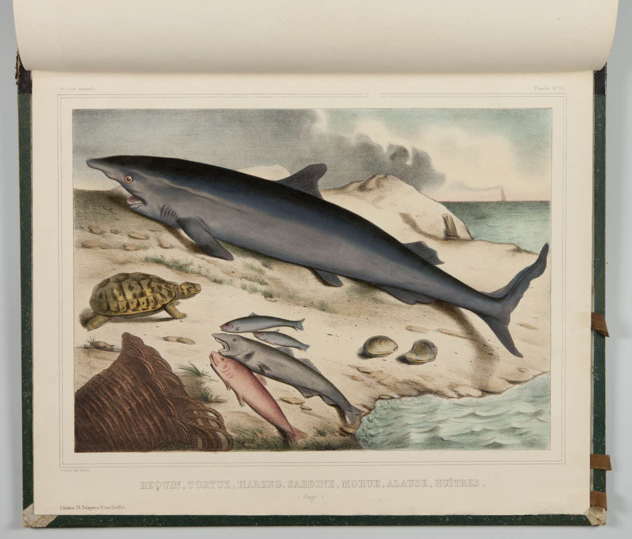 album REQUIN, TORTUE, HARENG, SARDINE, MORUE, ALAUSE, HUITRES.  (Plage.) 1990.4.1.138 Photo