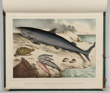 album REQUIN, TORTUE, HARENG, SARDINE, MORUE, ALAUSE, HUITRES.  (Plage.) 1990.4.1.138 Photo