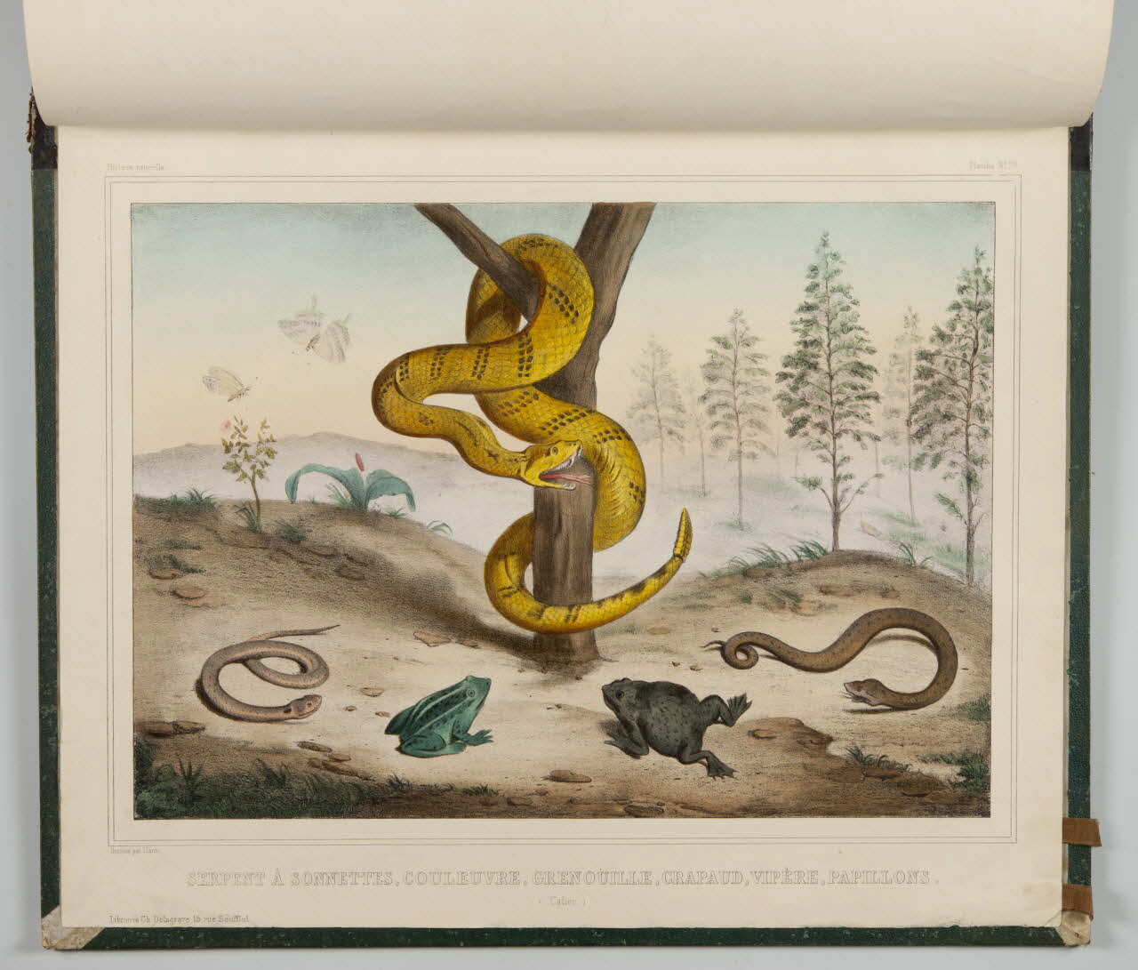 album SERPENT A SONNETTES, COULEUVRE, GRENOUILLE, CRAPAUD, VIPERE, PAPILLONS.  (Cafier.) 1990.4.1.139 Photo