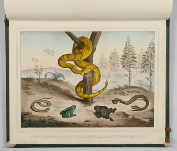 album SERPENT A SONNETTES, COULEUVRE, GRENOUILLE, CRAPAUD, VIPERE, PAPILLONS.  (Cafier.) 1990.4.1.139  Photo