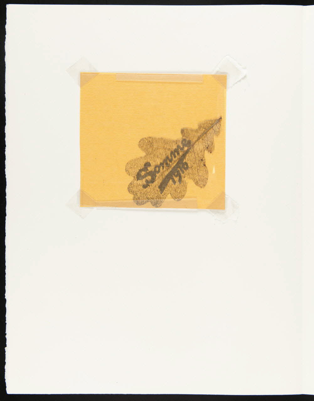 feuille de chêne grattée Somme  1916 1916 1990.5.181 Photo